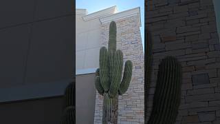Огромный кактус на самой большой заправке в мире. Лас-Вегас. #сша #usa #америка