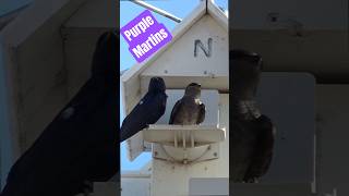 Purple Martin at the Celery Fields Sarasota Great place to get a close look #birds #bird #migration
Purple Martin at the Celery Fields Sarasota Great place to get a close look #birds #bird #migration Purple Martin at the Celery Fields Sarasota Great place to get a close look #birds #bird #migration