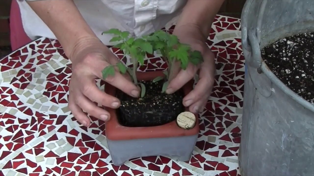 Potting up tomatoes from Orta Square Seed Tray YouTube