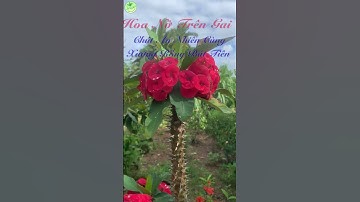 Hoa Nở Trên Gai : Chút An Nhiên Cùng Xương Rồng Bát Tiên #loisongxanh #thiennhientuoidep