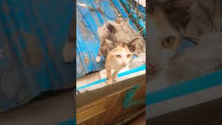 Baby kitten explores everything on the roof #kitten #curious #shorts #cat #funnyanimal #funnypet