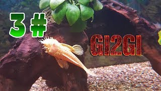 Gi2Gi Fish Tank Aquarium 3 გამოცვლა აკვარიუმში, მცენარეების ჩარგვა