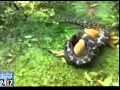 escapes from python attack Great