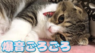 爆音ゴロゴロな子猫【スコティッシュフォールド】【Scottish Fold】
