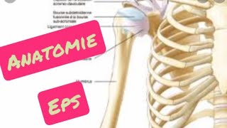 Antomie complète de L épaule| os , muscle , articulation| تحضير لمباراة التعليم تخصص تربية بدنية