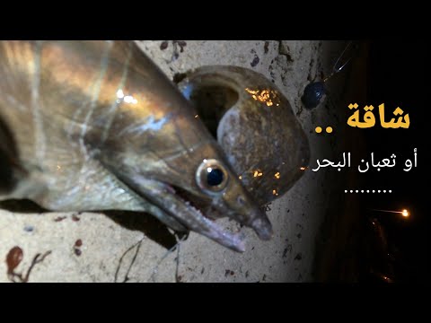 فيديو: ثعبان البحر في الصلصة