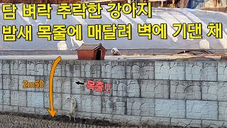 담 벼락 추락해 _ 목줄에 매달린 강아지 _ 구조했습니다.