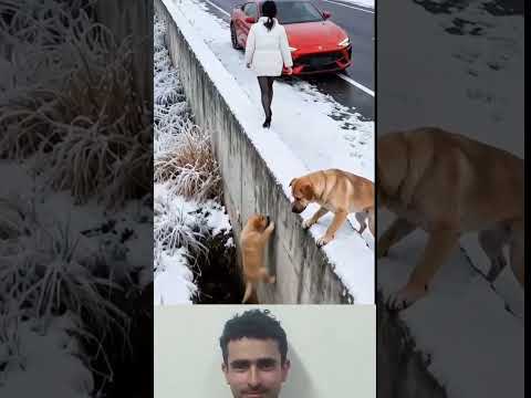 الرحمة لا ت قاس بالأفعال الكبيرة فقط بل بنبضة قلب صادقة لايك اشتراك متابعه 