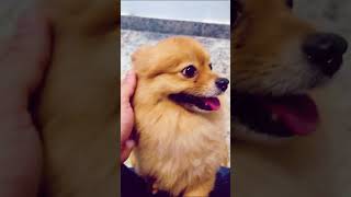 What To Expect When Getting A Pomeranian 🙃 #shorts #dog #funny