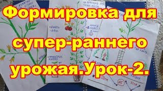 Урок 2.Формируем индетерминантные томаты для теплиц,как получить супер--ранний урожай