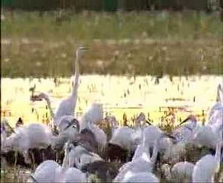 Liuwa Plain National Park - Official Video