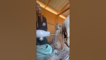 Baby Alpaca gets a BLOW DRY! ❤️🦙❤️ #cuteanimals #farm #shorts