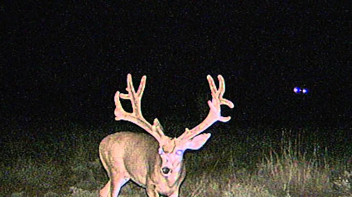 Utah Big Bucks, Tines Up, Mule Deer, Elk, Western Hunting Expo, Muleys, Bulls, 2012