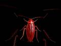 क्या है Cockroach Janta Party की सच्चाई #shorts #viralnews #cockroach