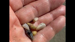 Coquina Clams On Cocoa Beach With Sunrise, Surf And Plovers