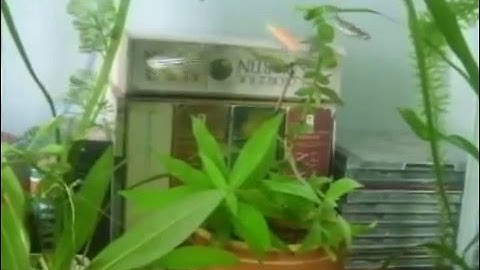 Betta and Zebra Danio (and GloFish) and one Neon Coexisting