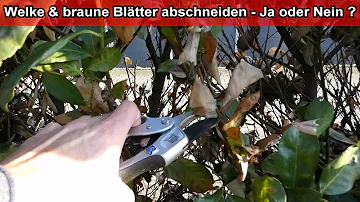 Was tun gegen braune Blätter am Rhododendron?