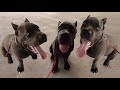 1st Leash Taming Session With Spunky Cane Corso Puppy | Craig Corso