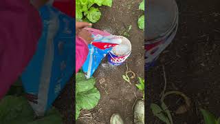 #kubis #berkebun #tomat #sayur #sayurbebaspestisida #kol #tanam #bunga #panen #garden #pertanian