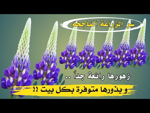 فيديو: زهور الترمس: المساحات الخضراء المورقة وشغب الألوان في فراش الزهرة الخاص بك