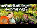      fertilizer for plants malayalam  rose fertilizer  prs kitchen nursery