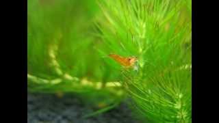 Young orange sakura shrimp