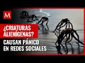 Qu es eso criaturas saliendo del mar causan pnico en redes sociales