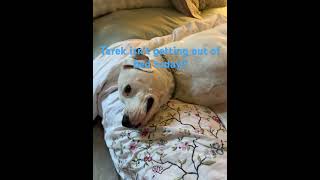 Anyone Else Have A Lazy Staffy