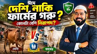 কুরবানির জন্য কোন গরু কিনবেন — দেশি গরু নাকি ফার্মের গরু?