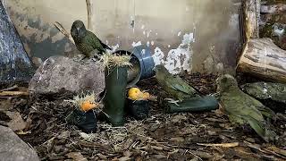 Schoen Zetten Bij De Keas