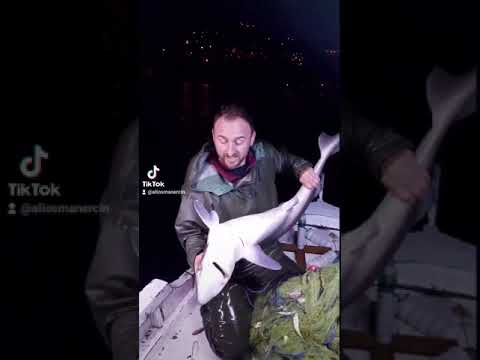 köpek balığını ısıran