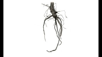 Soybean root phenotyping using close range photogrammetry
