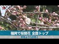 福岡で桜開花、全国トップ   平年より5日早く