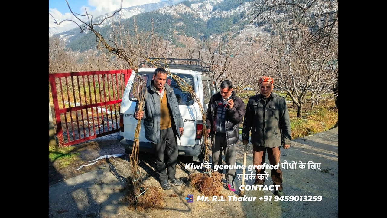 Kiwi Fruit Farming | Kiwi Plants | kiwi Nursery | High Income Fruit Farming India