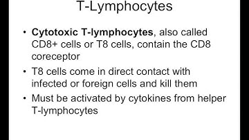 Chapter 24 Lymphatic System Part2