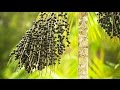 Investigando ando - Las palmas de naidí o açaí (Euterpe oleracea y Euterpe precatoria)