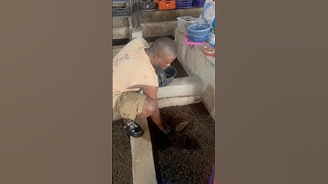 Using maggots as an alternative animal feed will yield a better profit