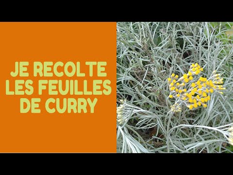 Vidéo: Faire pousser des feuilles de curry - Prendre soin des plantes à feuilles de curry