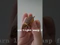 PIXEL INSECTS 2 PIXEL ICE AGE ANIMALS