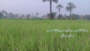 صلاة الفجر من سورة القصص- صابر صالح