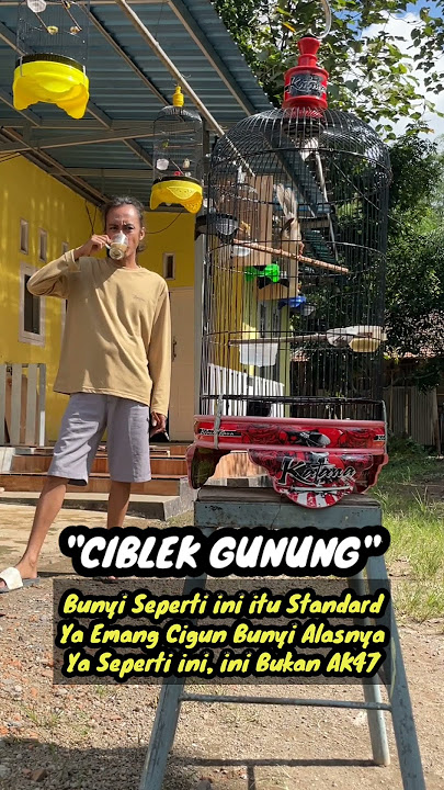 Cigun Bren standar ya seperti ini bro #cigun #qinarakicau #qinarabanyuwangi