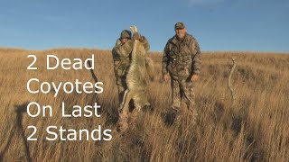 2 Successful Coyote Hunts Just Before Dark