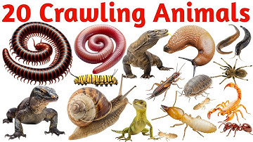 Learn 20 Crawling Animals for Kids | Fun English Learning Video