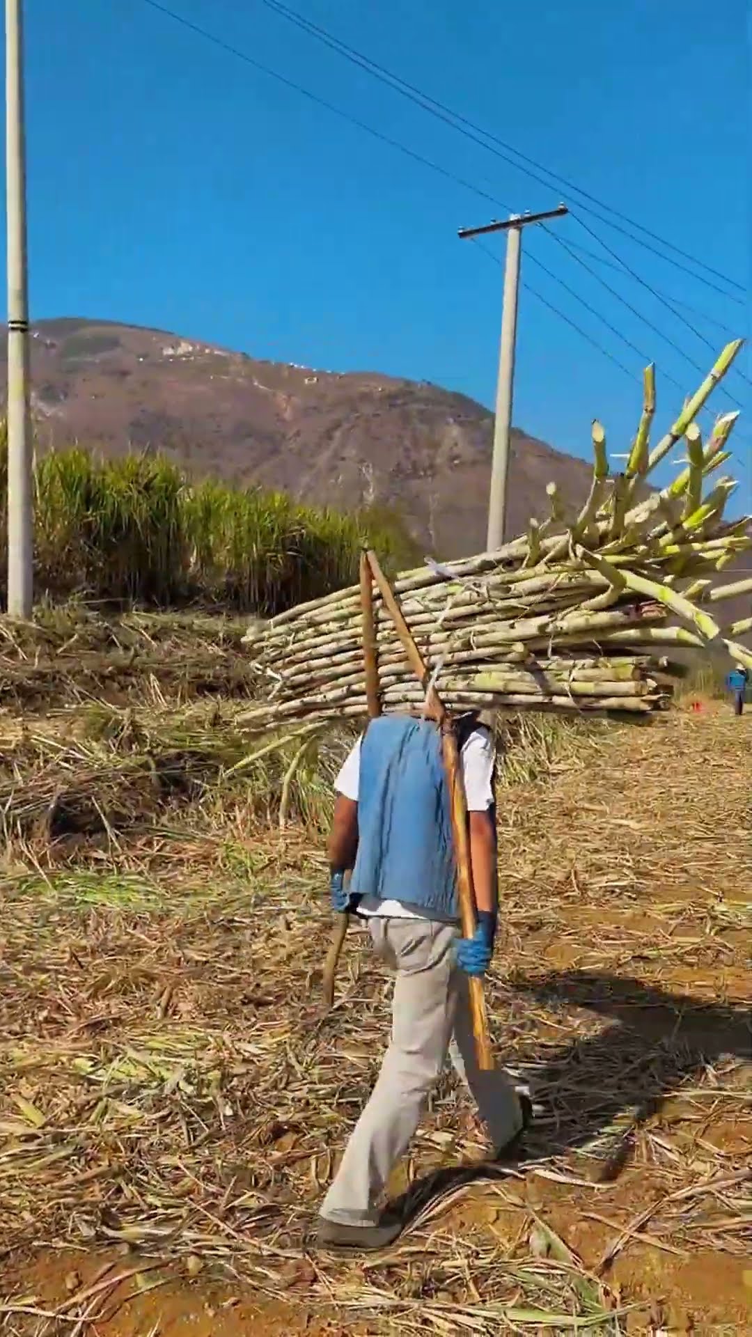 Sugarcane baling process