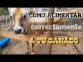 Cómo alimentar a una vaca y cuánto comen al día.