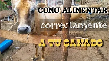 ¿Cuántas veces al día se alimenta a las vacas?