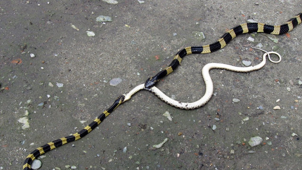 Черная с желтыми пятнами на голове. Крайт змея. Малайский Крайт. Ленточный Крайт змея. Змея Крайт желтая.