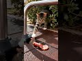 Tabby cat staring at a mouse eating ham #cat #mousemurah #cute #animal #catlife #funny🐹🐱🐹