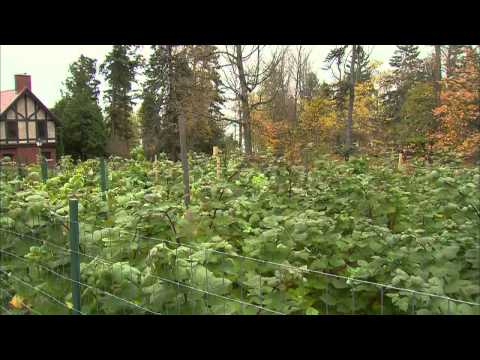 Video: Chitting Potatis: Hur man gror en potatis för tidig plantering