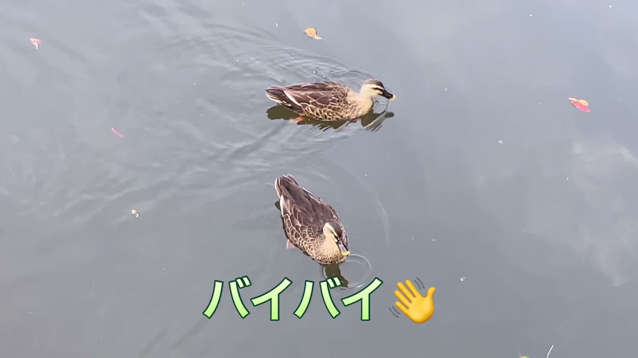 甲山森林公園 Youtube